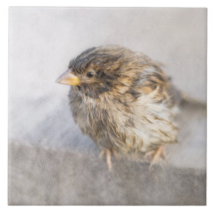 Sparrow - Misslyckas för väderprognosepic Kakelplatta