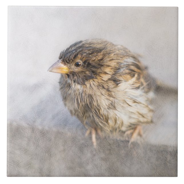 Sparrow - Misslyckas för väderprognosepic Kakelplatta (Framsidan)