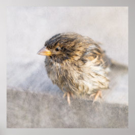 Sparrow - Misslyckas för väderprognosepic Poster