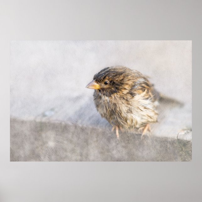 Sparrow - Misslyckas för väderprognosepic Poster (Framsidan)
