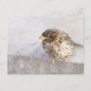 Sparrow - Misslyckas för väderprognosepic Vykort