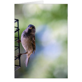 Sparrow Moment åt mig Hälsningskort