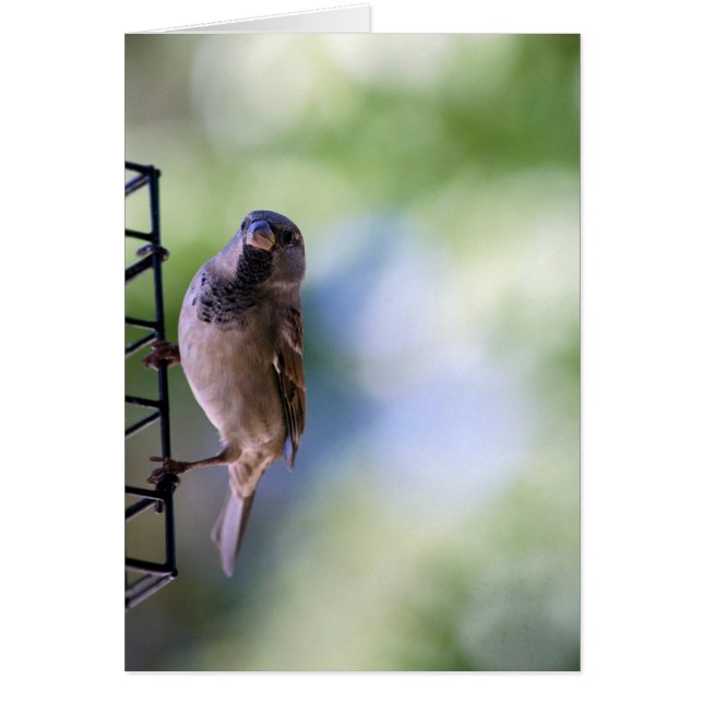 Sparrow Moment åt mig Hälsningskort (Framsidan)