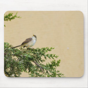 Sparrow Musmatta