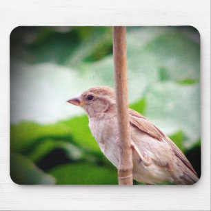 Sparrow Musmatta