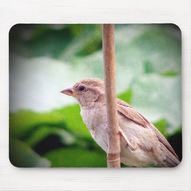Sparrow Musmatta (Framsidan)