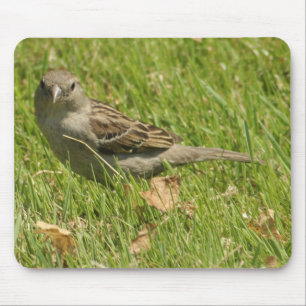 sparrow musmatta