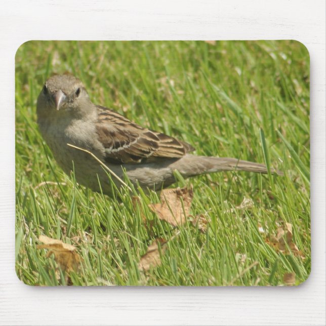 sparrow musmatta (Framsidan)