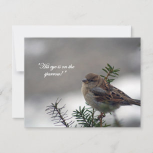Sparrow, öga är på Sparrow! Julkort