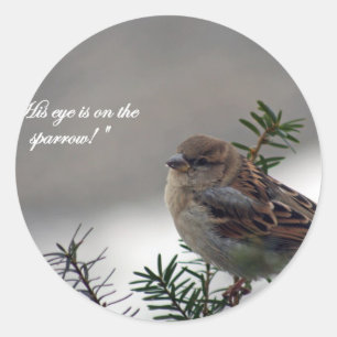 Sparrow, öga är på Sparrow! Runt Klistermärke