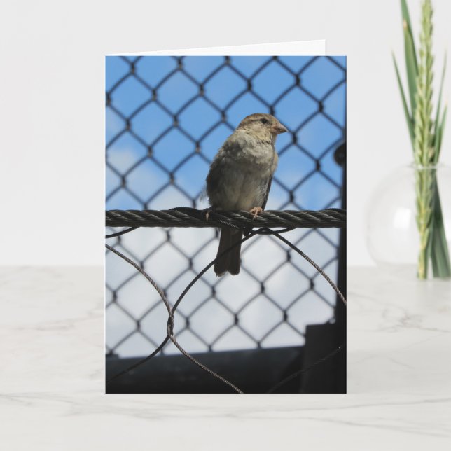"Sparrow On Wire" tackkort Kort (Framsida)