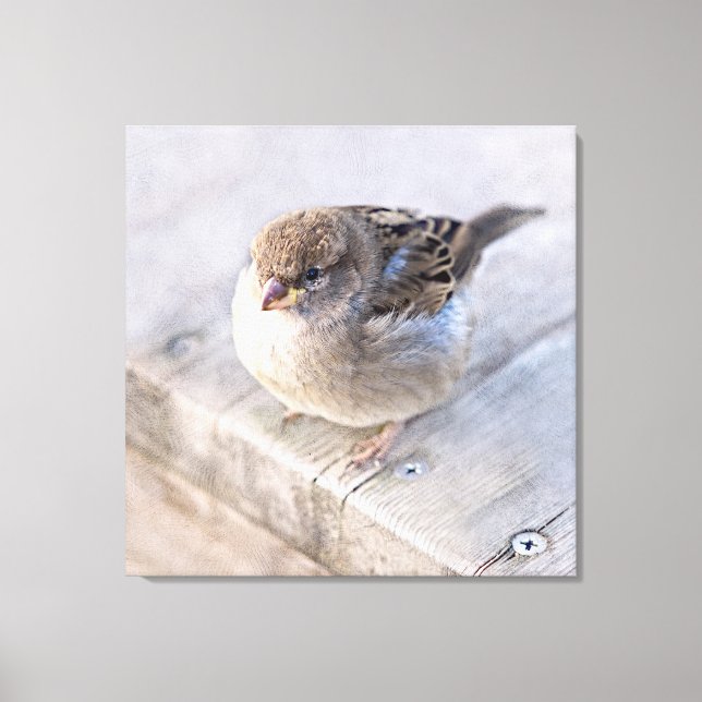 Sparrow - övervikt canvastryck (Framsida)