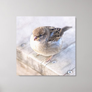 Sparrow - övervikt canvastryck