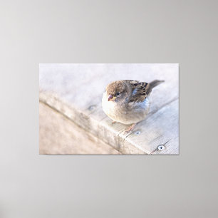 Sparrow - övervikt canvastryck