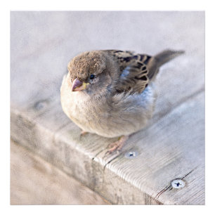 Sparrow - övervikt fototryck