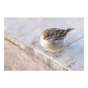 Sparrow - övervikt fototryck