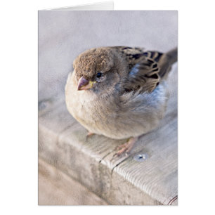 Sparrow - övervikt hälsningskort