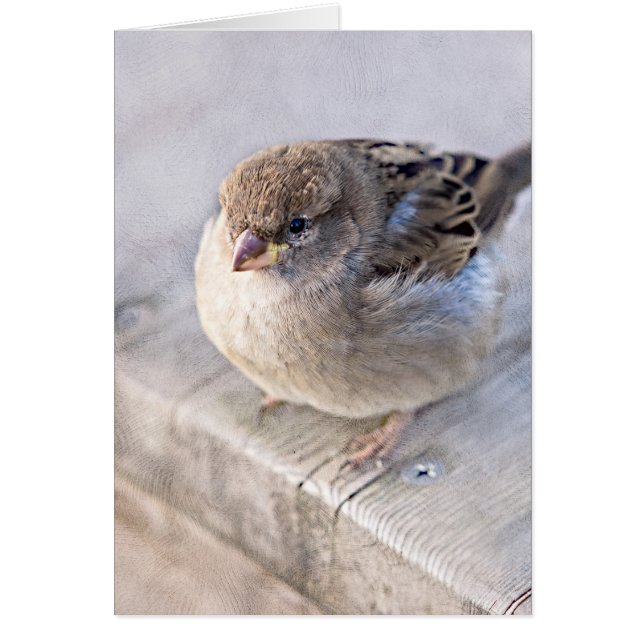 Sparrow - övervikt hälsningskort (Framsidan)