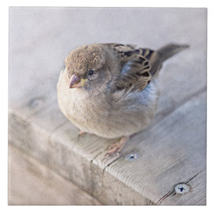 Sparrow - övervikt kakelplatta
