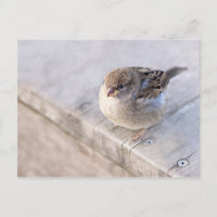 Sparrow - övervikt