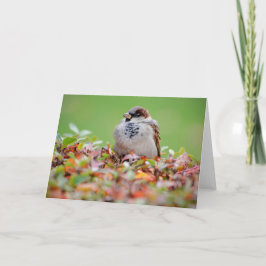 Sparrow på buss kort