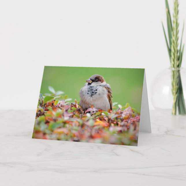 Sparrow på buss kort (Framsida)