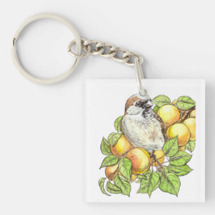 Sparrow på en aprikot gren