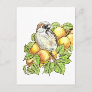Sparrow på en aprikot gren vykort