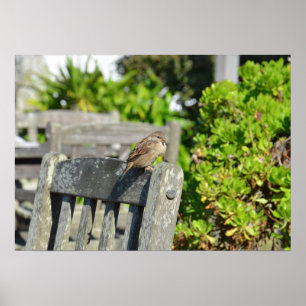 Sparrow på en Garden-stol Poster