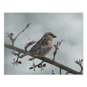 Sparrow på Gren Fototryck