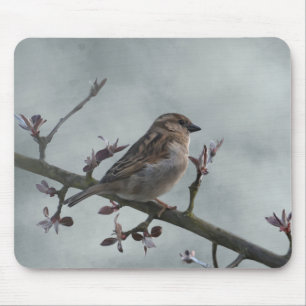 Sparrow på Gren Photo Musmatta