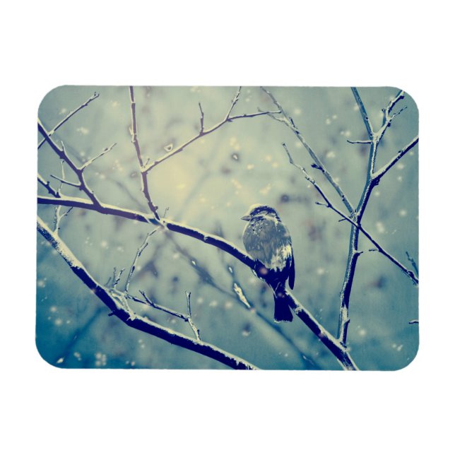 Sparrow på snöslätten gren magnet (Horisontell)
