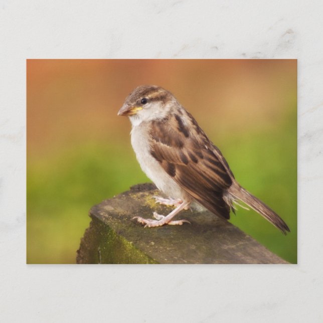 Sparrow på stängslet vykort (Framsida)