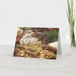 Sparrow Peace och Kärlek-julkort Helgkort