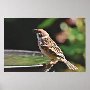 Sparrow Perching på fågelbad Poster