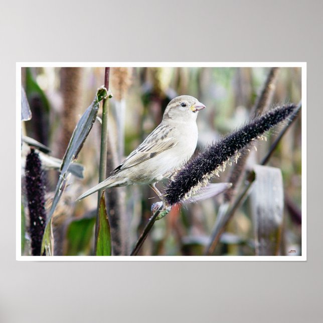 Sparrow Poster (Framsidan)