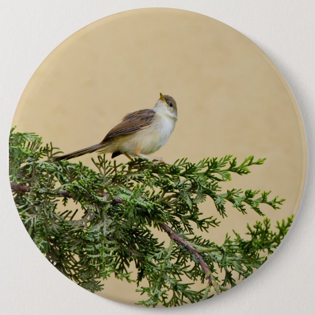 Sparrow Postkort Knapp (Framsida)