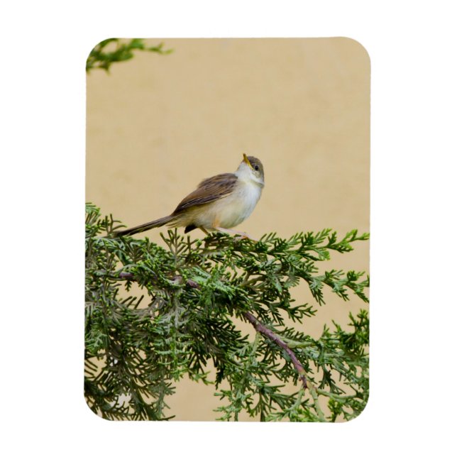 Sparrow Postkort Magnet (Vertikal)