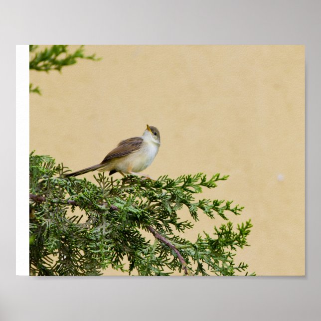 Sparrow Postkort Poster (Framsidan)