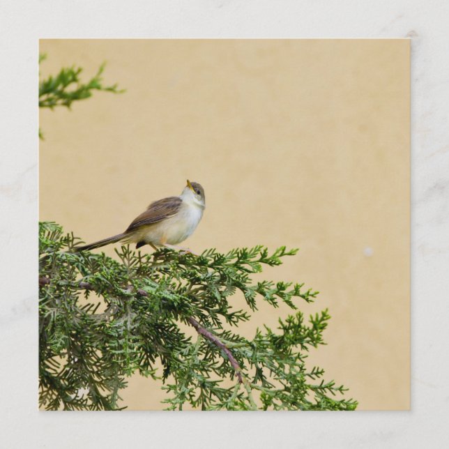 Sparrow Rådkort (Framsida)