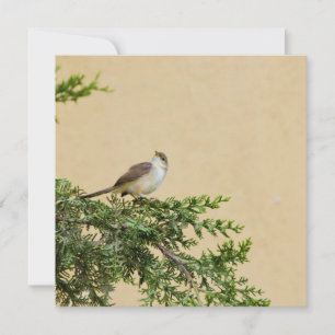 Sparrow Rådkort
