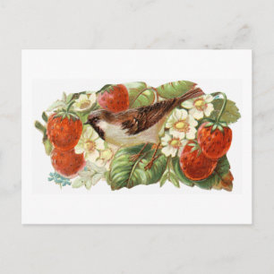 Sparrow & röda jordgubbar - vintageillustration vykort