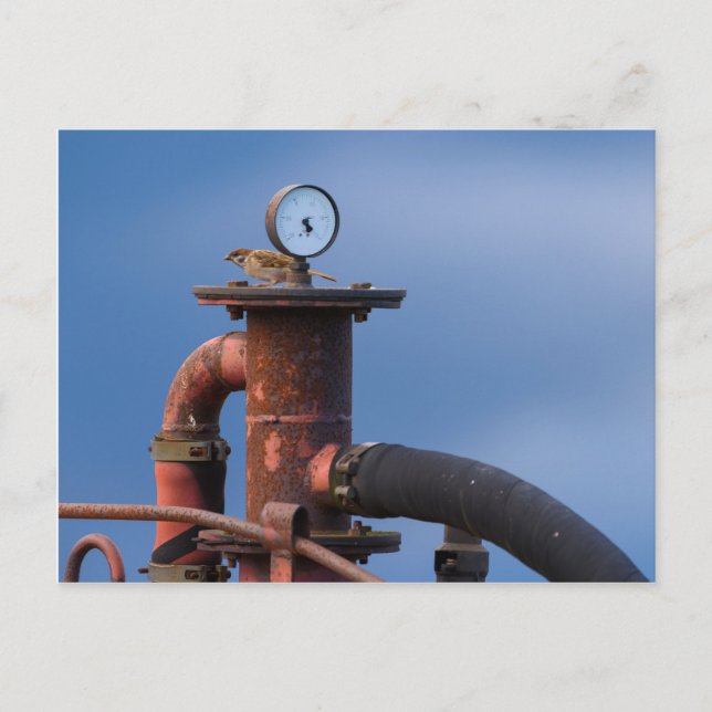 Sparrow sitta ovanpå ett rött maskin-vykort vykort (Framsida)