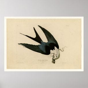 Sparrow spp. Hawk Poster