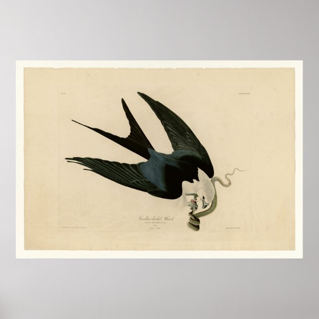 Sparrow spp. Hawk Poster (Framsidan)