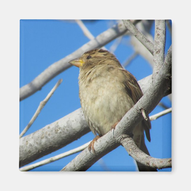 Sparrow vid träd magnet (Framsidan)