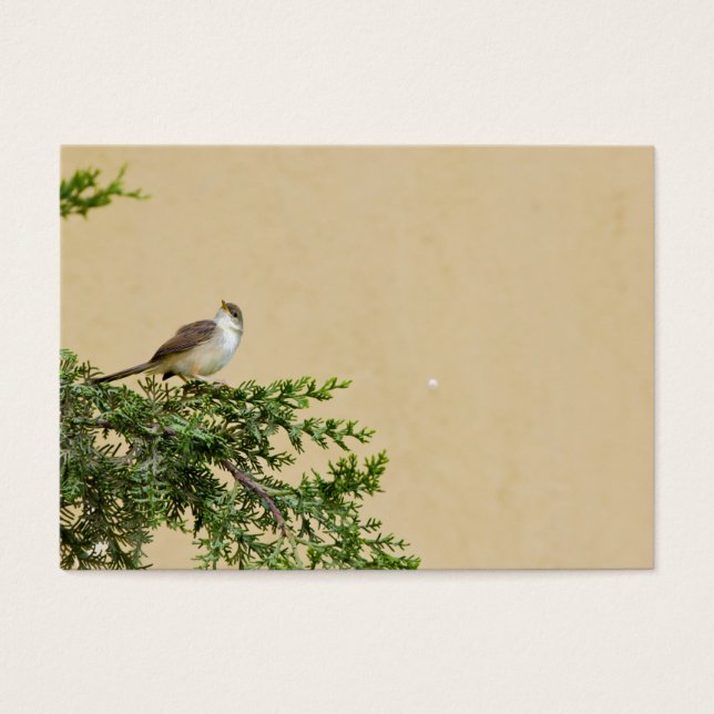 Sparrow Visitkort (Framsidan)