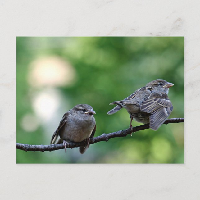 Sparrow Vykort (Framsida)