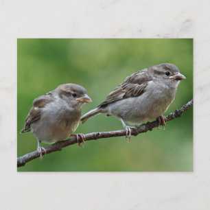 Sparrow Vykort