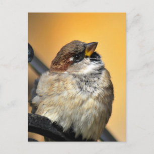 Sparrow Vykort